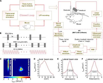 Phase-locked closed-loop ultrasound stimulation modulates theta and gamma rhythms in the mouse hippocampus